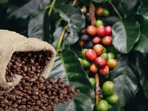 THỊ TRƯỜNG HÀNG HÓA: Lực mua quay lại giành ưu thế, cà phê vẫn ‘nóng’