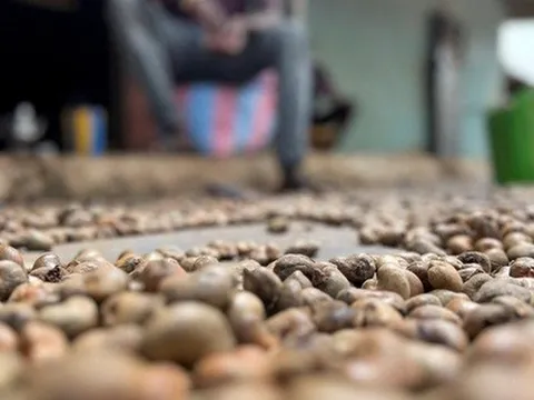 'Sản vật' tỷ đô của Việt Nam được người Trung Quốc ồ ạt thu mua với giá đắt đỏ, nước ta xuất khẩu bỏ xa thế giới