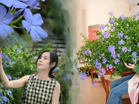 Hoa thanh xà đang được hội mê cây săn lùng: Dễ trồng, dễ “bùng nở”, góc nhà lên hình đẹp như trời Tây