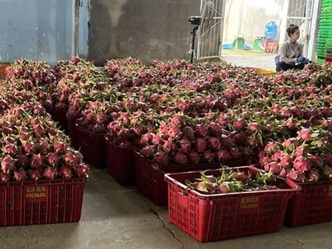 Giá thanh long chong đèn tại Lâm Đồng đạt mức cao nhất nhiều năm