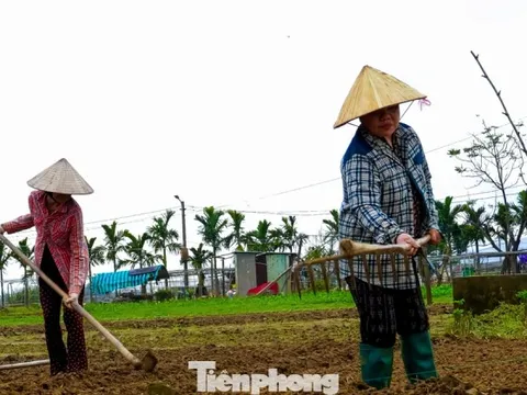 Giá giống tăng cao, nông dân làng rau Đà Nẵng thấp thỏm lo 'mất Tết'