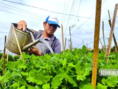 Thời tiết thất thường, nông dân trồng hoa ở Quảng Ngãi bước vào vụ Tết đầy lo toan