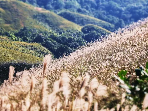 Về Quảng Ninh ngắm cỏ lau 'thức giấc' trên dải biên cương Bình Liêu