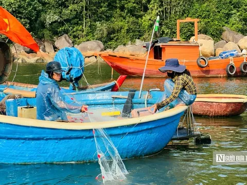 Mưu sinh trên thúng nhỏ: Lời kể của những người "làm ăn trên bọt nước" ở Sơn Trà
