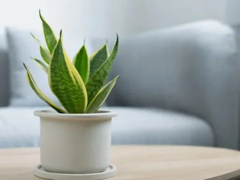 7 loại cây có khả năng hút khí độc, lọc sạch 85% không khí trong 24h, nên trồng ngay trong những ngày ô nhiễm nặng