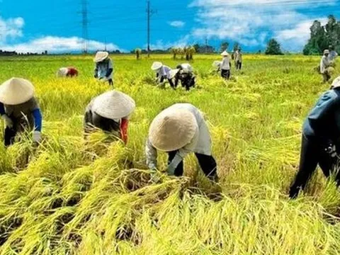 “Bà con nông dân bán lúa thì làm gì có hóa đơn”: Cơ quan thuế giải đáp vướng mắc cho hộ kinh doanh