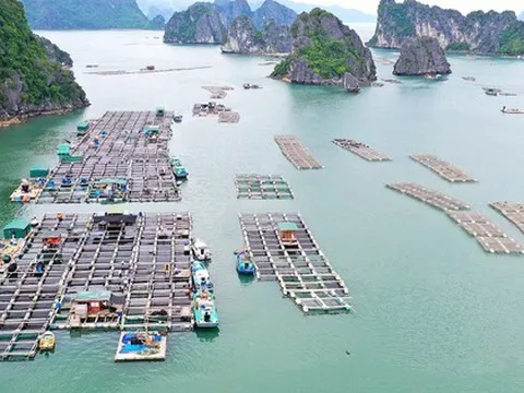 Người Nhật thắt lưng buộc bụng, hàng Việt Nam vẫn "cháy hàng" ở thị trường khó tính bậc nhất thế giới