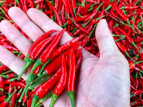 Ớt tươi ở TP.HCM vẫn neo giá 160.000 đồng/kg