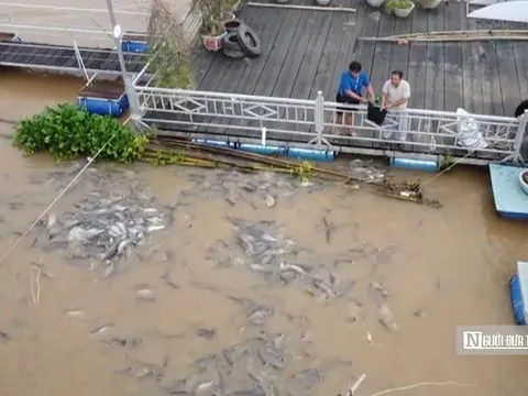 Chuyện lạ Đồng Tháp: Cá kéo về “xin ăn”, người dân nuôi như… thú cưng