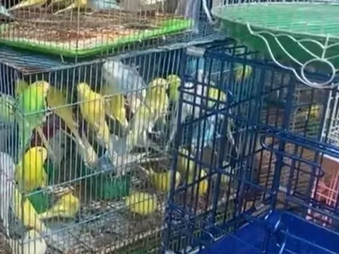 Kiểm tra cửa hàng chim cảnh nổi tiếng ở TPHCM, tạm giữ 341 con chim đủ loại