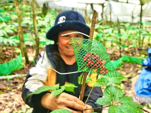Quảng Ngãi hướng mục tiêu trồng 6.000ha sâm Ngọc Linh, phát triển sinh kế bền vững cho người dân