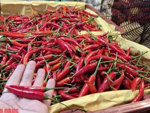 Khó tin: Việt Nam chi hơn 23 triệu USD để nhập khẩu ớt