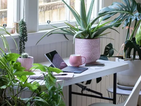 6 loại cây hợp trồng văn phòng nhất