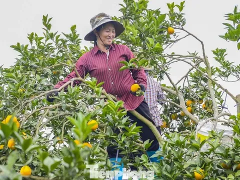 Bội thu loại cam đặc sản nổi tiếng Thanh Hóa
