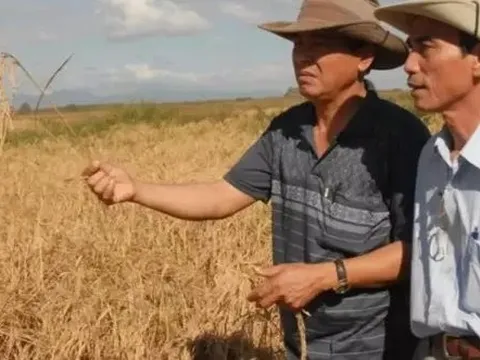 Sau Việt Nam, thêm một quốc gia muốn sản xuất gạo tại Cuba: Đặt mục tiêu canh tác 10.000 ha, cung cấp toàn bộ vật tư đầu vào, kỹ thuật