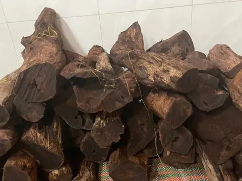 Gỗ mán đỉa 'sốt giá' bất thường