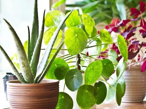 3 cặp cây không nên trồng cạnh nhau dù nhà chật đến mấy