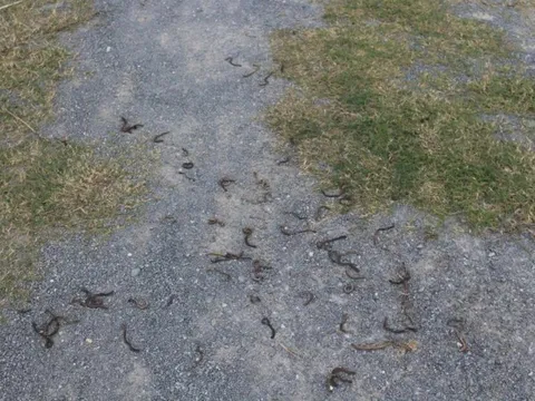 Thông tin về nguyên nhân hiện tượng giun bò lên mặt đất chết hàng loạt ở Quảng Trị