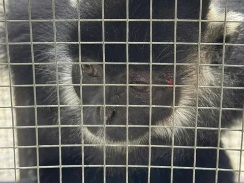 Bắt được sinh vật hoang dã nhiều lần tấn công người dân