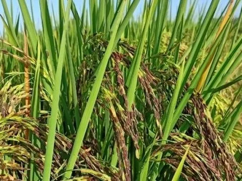 Sau Cuba, Việt Nam tiếp tục đem nhiều loại gạo gây sốt sang trồng tại Nam Mỹ, vừa chuyển giao cả giống lúa lẫn kỹ thuật canh tác