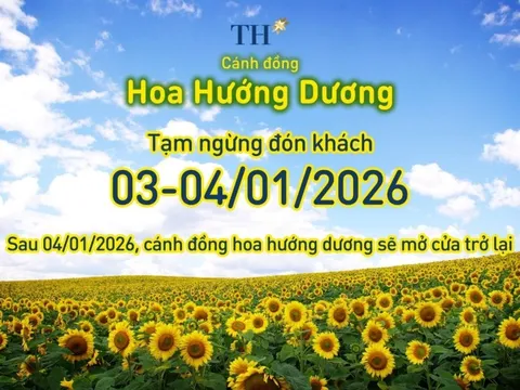 Cánh đồng hướng dương TH tạm đóng cửa ngày 3-4/1/2026