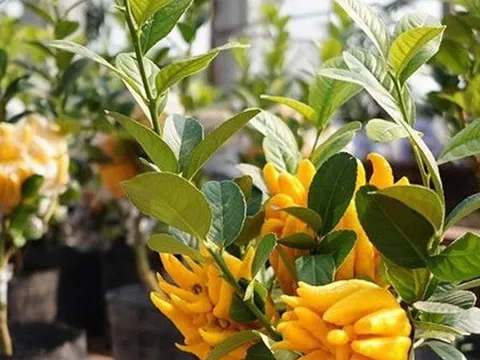 Cây cảnh "quý hơn vàng ròng": Quả óng ánh, dáng tay Phật, nhà giàu đua nhau săn chơi Tết