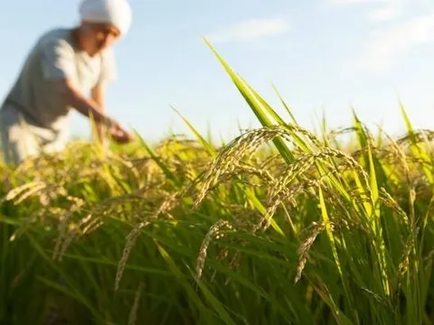 Buồn của nền kinh tế lớn thứ 4 thế giới: Nhập khẩu gạo tăng gấp 100 lần, hàng nội địa ‘bão chồng bão’