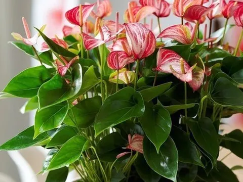 Tết rước 1 chậu cây này về nhà: Vận tiền bạc, chức vị đều "lên hương"