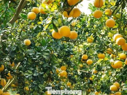 Nông dân trồng bưởi Tết 'bỏ túi' tiền tỷ