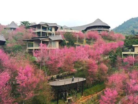 Không phải Hàn Quốc, Nhật Bản, đây là nơi đang có hoa mai anh đào nở rực 1 góc trời: Cách Hà Nội 300km