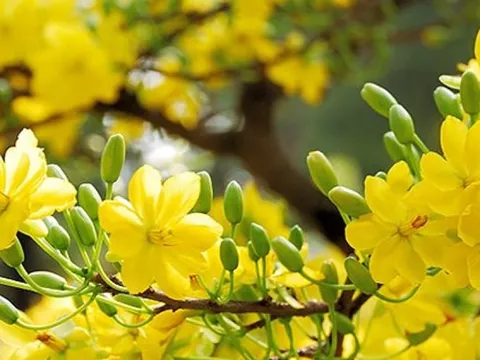 Lịch nghỉ Tết Dương lịch 2026 của hệ thống ngân hàng