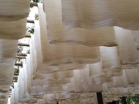 'Vàng trắng' của Việt Nam đắt hàng tại Đông Nam Á: diện tích trồng hơn 900.000 ha, nước ta là ông lớn top 5 thế giới