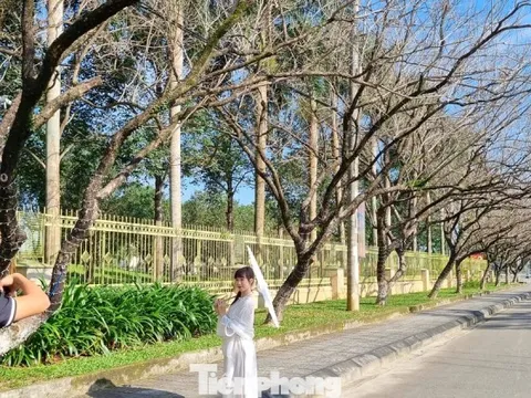 Mê mẩn check-in hàng sưa khẳng khiu ngả bóng đẹp như trong phim