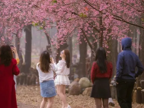 Du khách nườm nượp đổ về Măng Đen ngắm hoa anh đào nở rộ