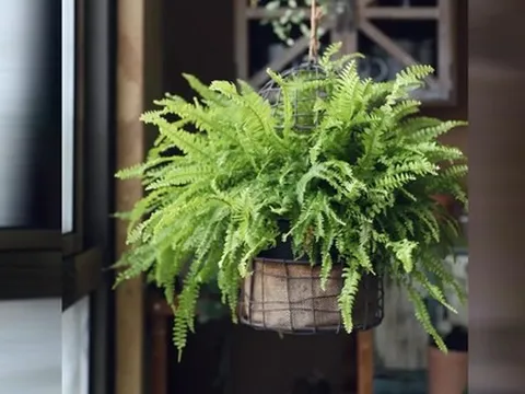 4 loại cây "nhả oxy ban đêm" nhà nào cũng nên có: Đặt đúng vị trí, tăng vượng khí, làm gì cũng thuận