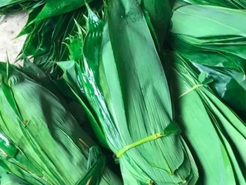 Những loại lá "độc lạ" ở Việt Nam xuất khẩu thu về triệu USD