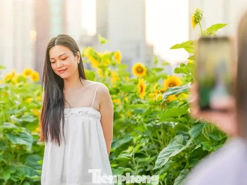 Mãn nhãn vườn hướng dương nghìn bông khoe sắc bên bờ sông Sài Gòn