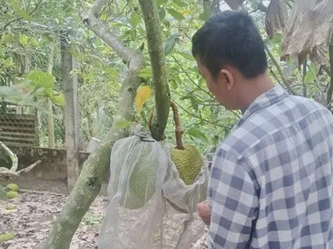 Giá mít Thái tăng cao nhưng vì sao nhà vườn miền Tây không vui?