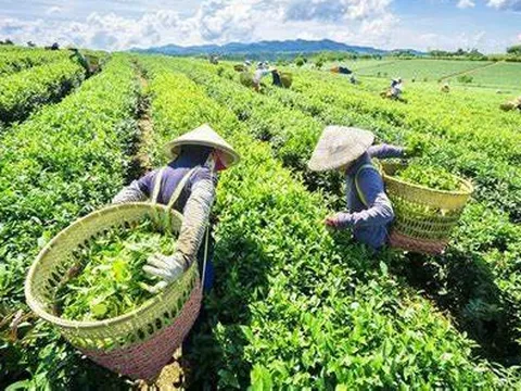 'Giải cứu' thành công gần 500 container chè Việt Nam bị ùn ứ tại cảng Karachi, Pakistan