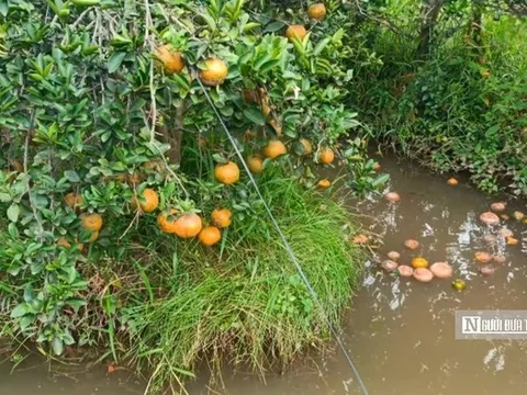 Mùa cam buồn ở Vĩnh Long: Từ "cây làm giàu" đến gánh nặng sinh kế