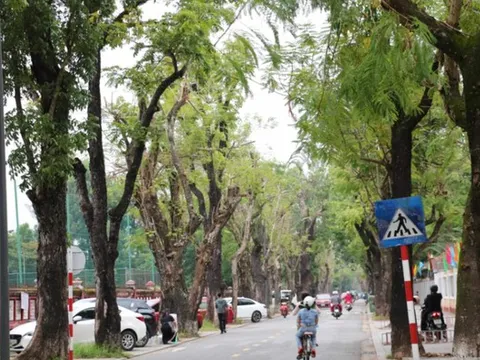 Huế lập 'hồ sơ sức khỏe' cho cây xanh đô thị
