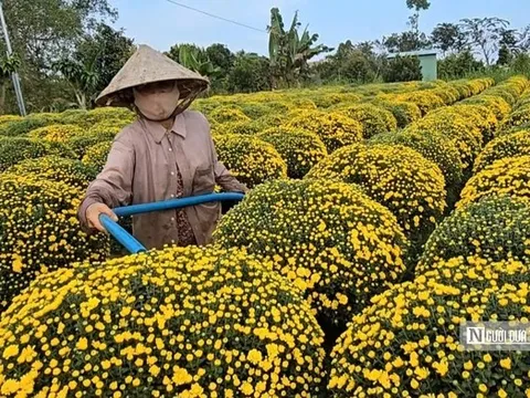 Người trồng hoa Vĩnh Long thấp thỏm mùa Tết giữa biến đổi thời tiết
