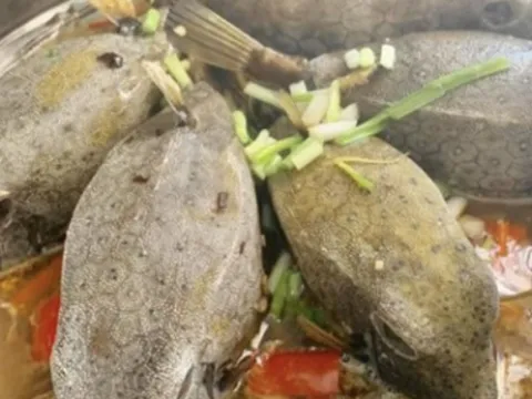 "Quái ngư" có hình hài đáng sợ ở vùng biển miền Trung, nhìn ghê nhưng được săn lùng dù giá tiền triệu