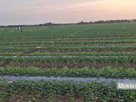 Loại quả hút khách dịp Tết vào mùa quyết định, nông dân tất bật "chạy nước rút"