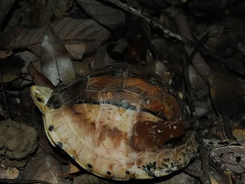 Phát hiện loài rùa trán vàng, động vật hoang dã quý hiếm nhất thế giới ở Việt Nam