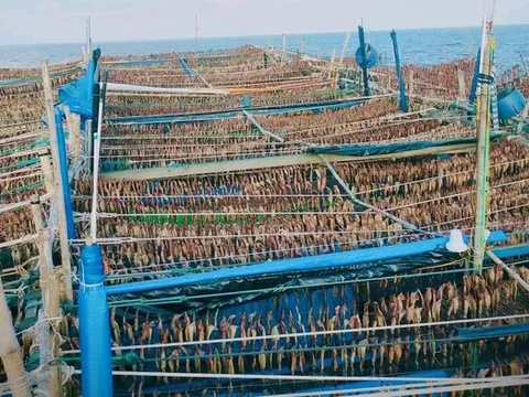 "Lộc biển" được giá, ngư dân đón Tết sớm