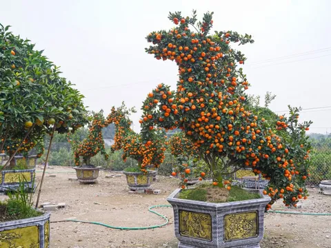 Độc lạ quýt cảnh hình ngựa giá hàng chục triệu đồng