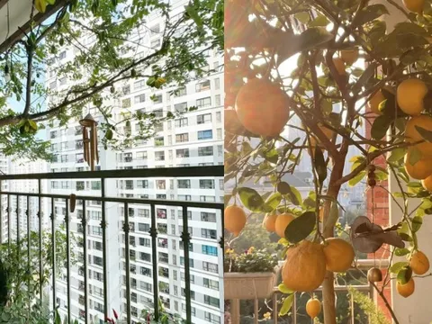 Ban công nhà giàu thường đặt 5 loại cây này để trấn giữ của cải, tiền bạc ở lại lâu hơn