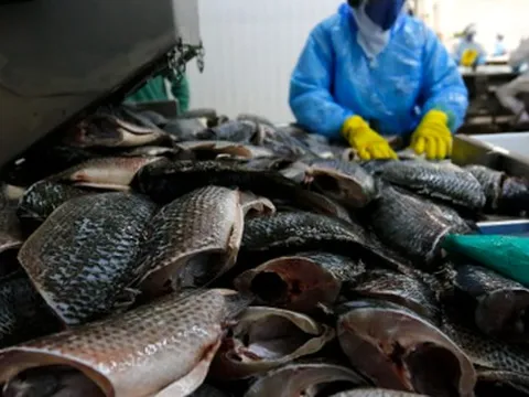 Không phải cá tra hay cá ngừ, một sản vật của Việt Nam được người Mỹ cực kỳ mê: Xuất khẩu tăng 141%, châu Âu, Trung Đông đều ưa chuộng