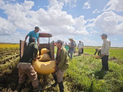 Lúa Việt làm nên kỳ tích tại Cuba, nhập khẩu gạo xuống mức thấp kỷ lục